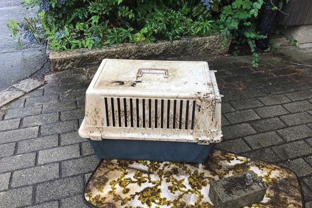 Schockierender Fund in Bayern: Katze in versenkter Transportbox entdeckt.jpg